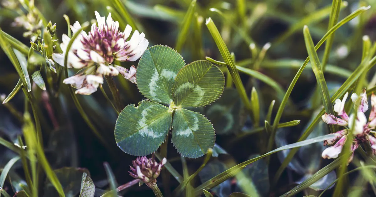 Добре ли е да засадим детелина в нашия двор?