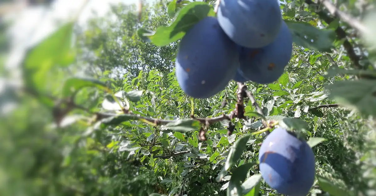 Пръскане на сини сливи: Пълен наръчник